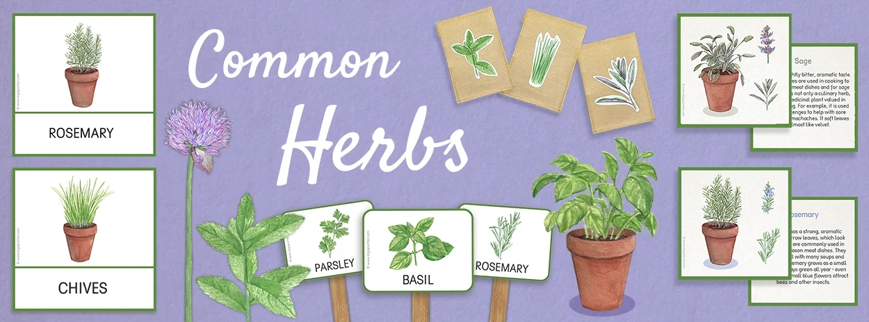 https://ddqnzlmv7srmw.cloudfront.net/homepage/blocks/15/en-2-slider-d-common-herbs-nature-kigaportal-kindergarten-garden-plantsdkslyEDXSc.webp