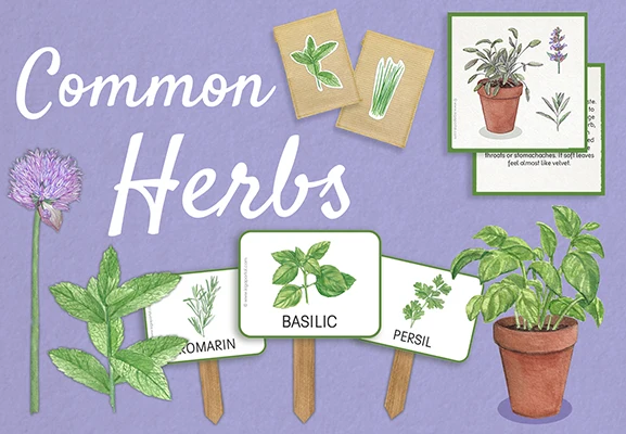 https://ddqnzlmv7srmw.cloudfront.net/homepage/blocks/15/en-slider-m-common-herbs-nature-kigaportal-kindergarten-garden-plantsYWETR.webp