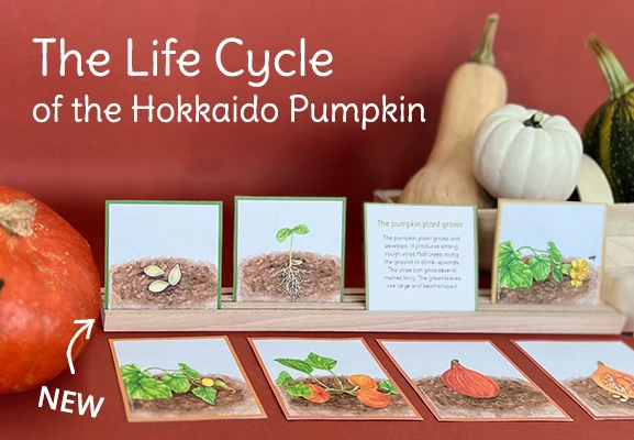 https://ddqnzlmv7srmw.cloudfront.net/homepage/blocks/15/en-slider-mobil-life-cycle-of-the-hokkaido-pumpkinbHRff.webp