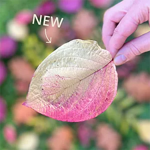 image of a leaf