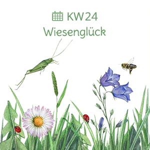 Das Bild zeigt einen illustrierten Frosch, mit dem ein Wochenplan für den Kindergarten und die Kita vorgestellt wird.
