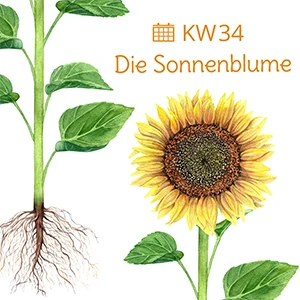 Das Bild zeigt ein Bildungsangebot zum Thema Früchte und Beeren.